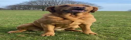 Labrador Retriever dogs for sale: KC registered Red Labrador puppies in Middlewich - Advert 5