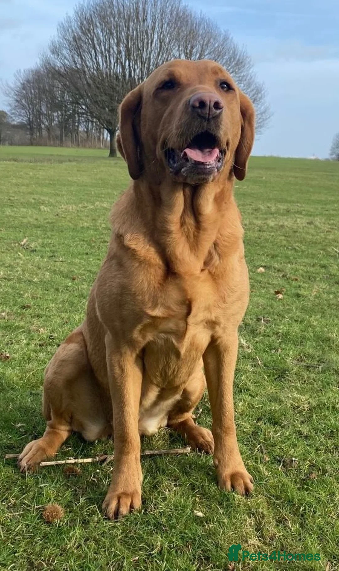 Labrador Retriever dogs for sale: KC registered Red Labrador puppies in Middlewich - Advert 5