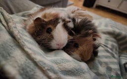 Guinea Pig rodents for sale: 2 female bonded Guinea Pigs - Advert 2
