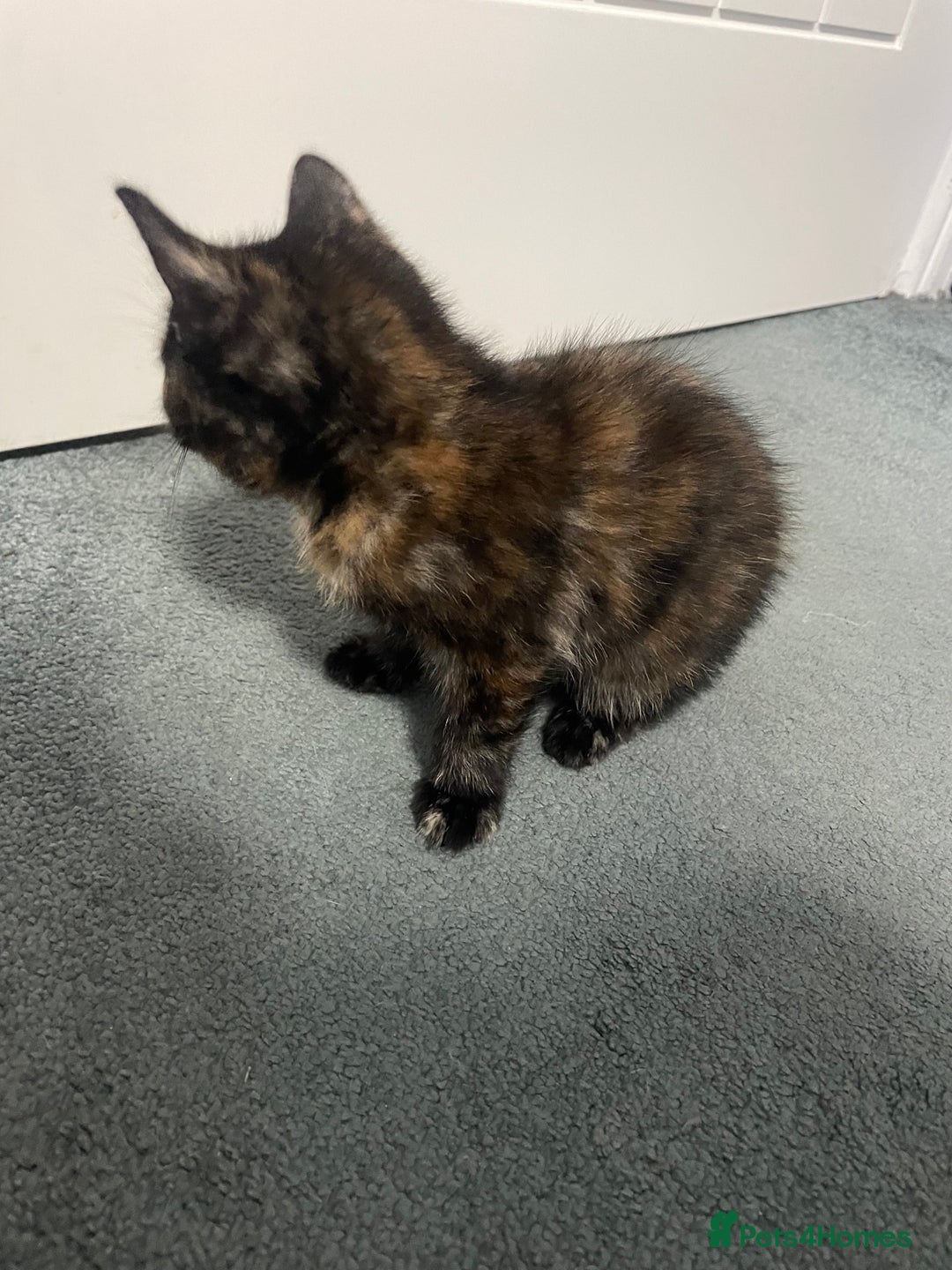 Mixed Breed cats for sale: Kitten  - Advert 4