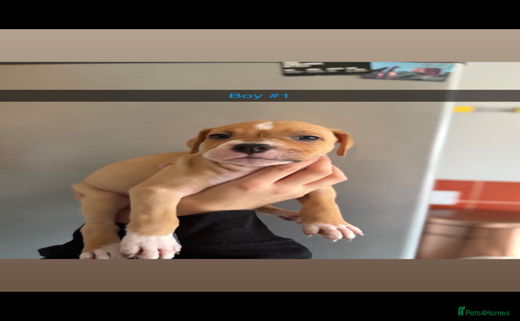 Mixed Breed dogs - Advert 1