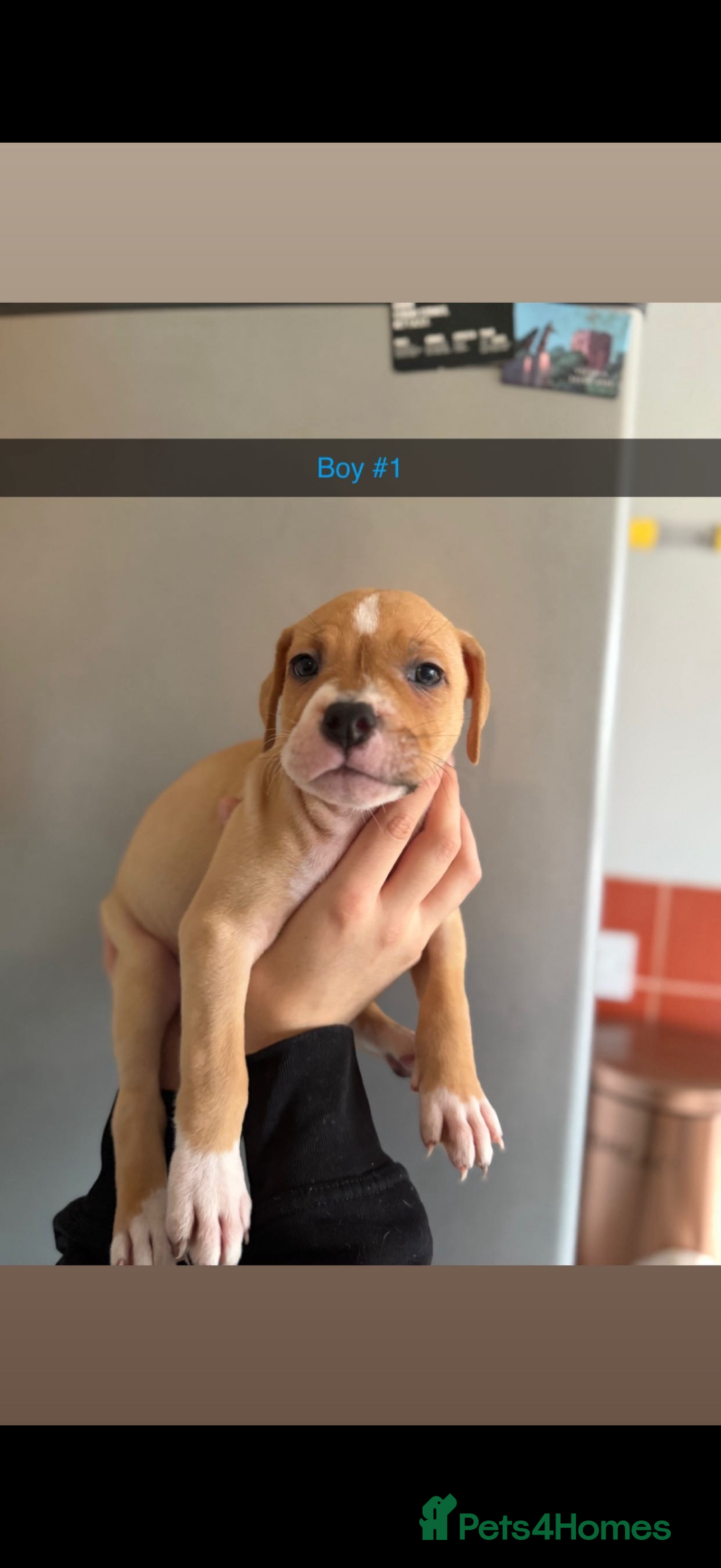 Mixed Breed dogs for sale: Staff x American bulldog - Image 1