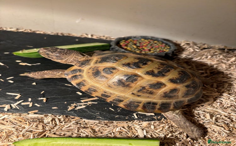 Tortoise reptiles - Advert 1