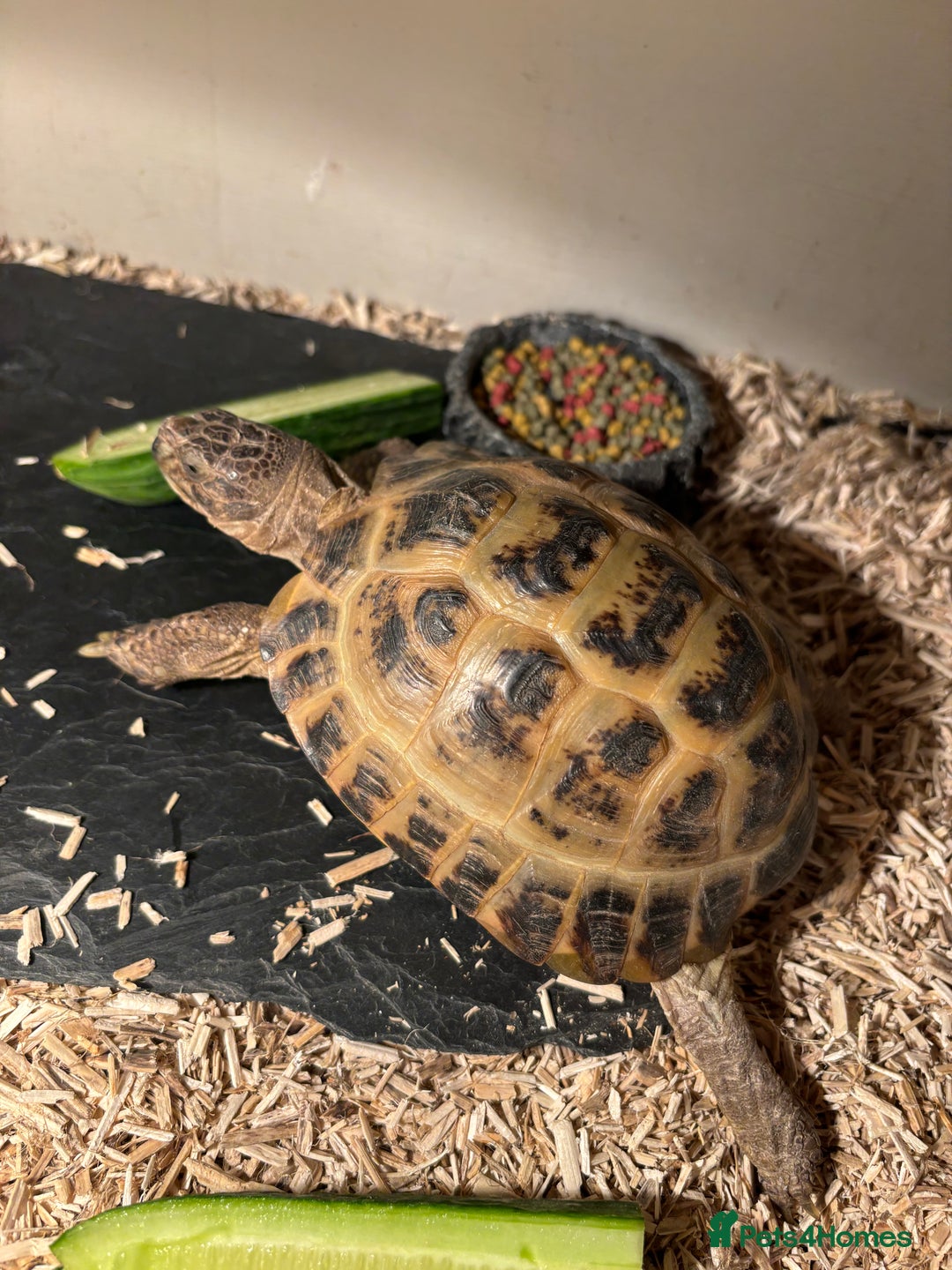 Tortoise reptiles for sale: Male horse fields tortoise  - Image 1
