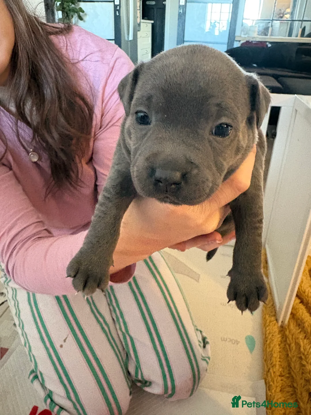 Staffordshire Bull Terrier dogs for sale: Blue staffy puppies, kent - Advert 12