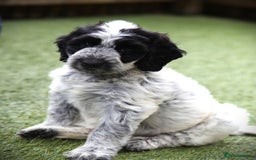 Cockapoo dogs for sale: Parti Colour Cockapoos 🌈 - Raised Right ✨ - Image 7