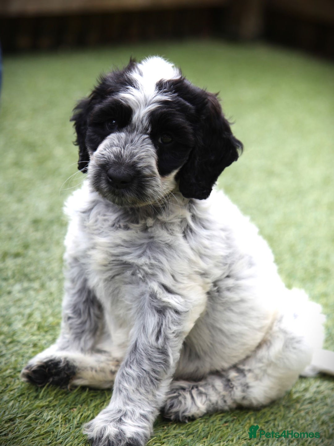 Cockapoo dogs for sale: Parti Colour Cockapoos 🌈 - Raised Right ✨ - Image 7