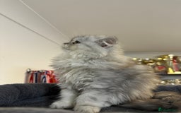 Persian cats for sale: Beautiful Persian x Exotic Kittens - Now Ready! - Image 9