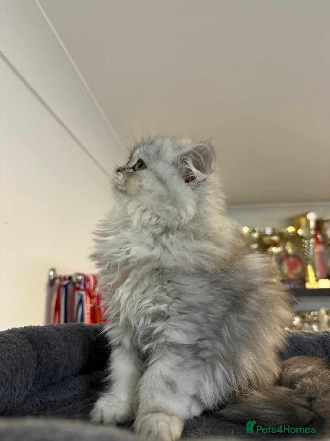Persian cats for sale: Beautiful Persian x Exotic Kittens - Now Ready! - Image 9