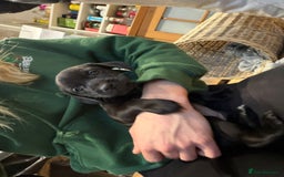 Mixed Breed dogs for sale: Patterdale terrier x cocker spaniel puppy’s  - Advert 2