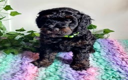 Cockapoo dogs for stud: F1 Blue Phantom merle Cockerpoo standing at stud in Basildon - Image 28