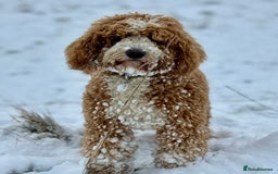 Double Doodle dogs for sale: Double Doodles due Halloween  - Image 5