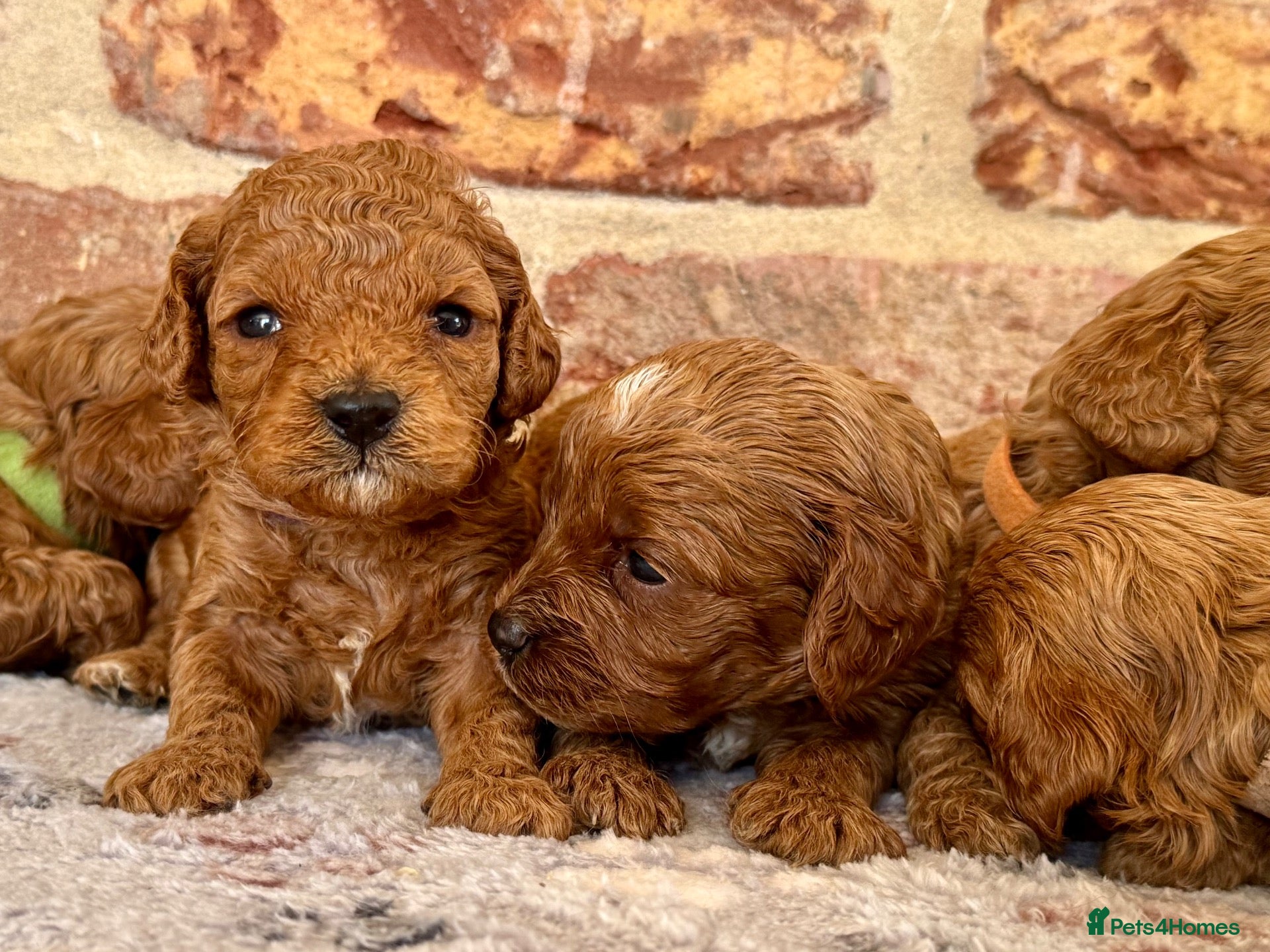 Cavapoo dogs F1b Cavapoos 🐾 - Advert 1
