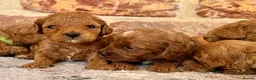 Cavapoo dogs for sale: F1b Cavapoos 🐾 - Advert 1