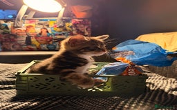 Mixed Breed cats for sale: 2 girls tabby and 2 boys gingers ragdoll tabby mix - Image 8