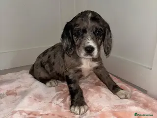 Sprocker dogs Absolutely adorable sprocker puppys - Advert 1