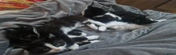 Mixed Breed cats for sale: 5 beautiful kittens  - Advert 4