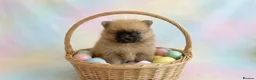 Pomeranian dogs for sale: Pomeranians  in Harlow - Advert 10