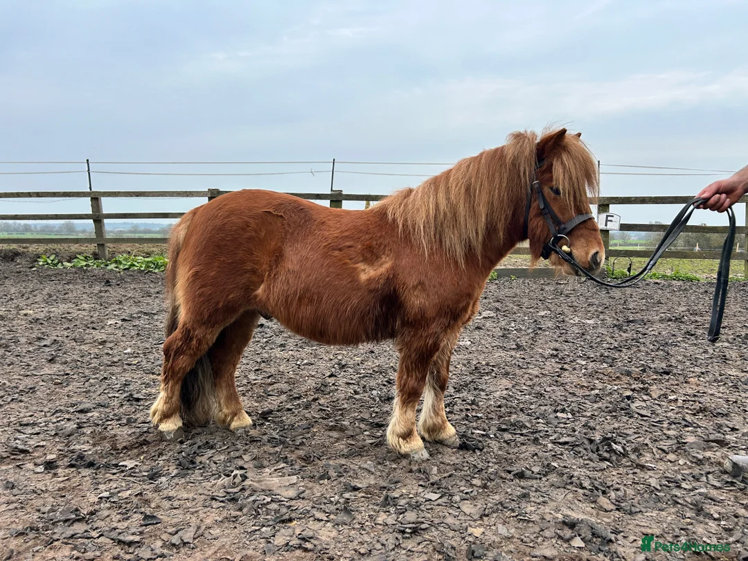 Shetland pony horses for sale: Mawcarse Ernest  in Northallerton - Advert 2
