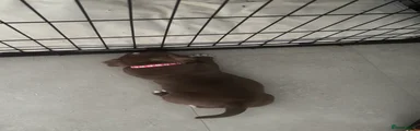 American Bully 4