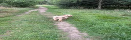 Cockapoo dogs for sale: 1 year old Cockapoo male - Advert 6