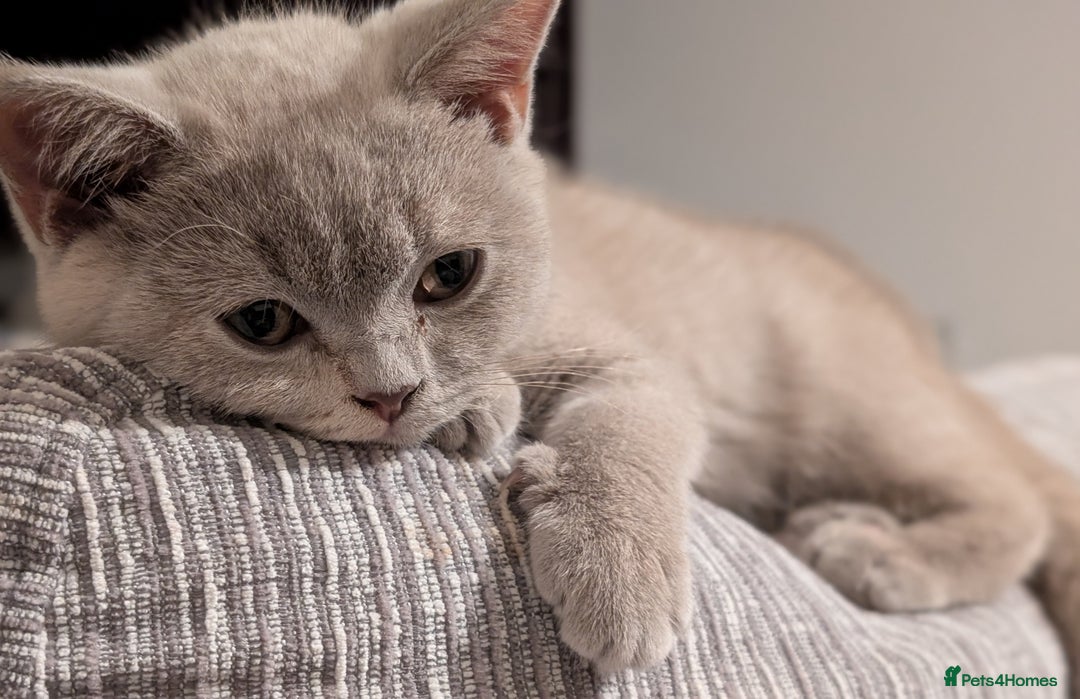 British Shorthair cats for sale: British Short hair Kittens - Image 9