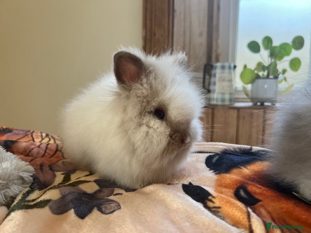 Lionhead rabbits for sale: Two beautiful lion head girls  - Advert 4