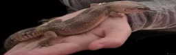 Leopard Gecko reptiles for sale: Leopard geckos in Tipton - Advert 5