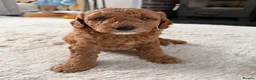 Mini Goldendoodle dogs for sale: Mini goldendoodle puppy’s ✨licensed breeder  - Advert 1