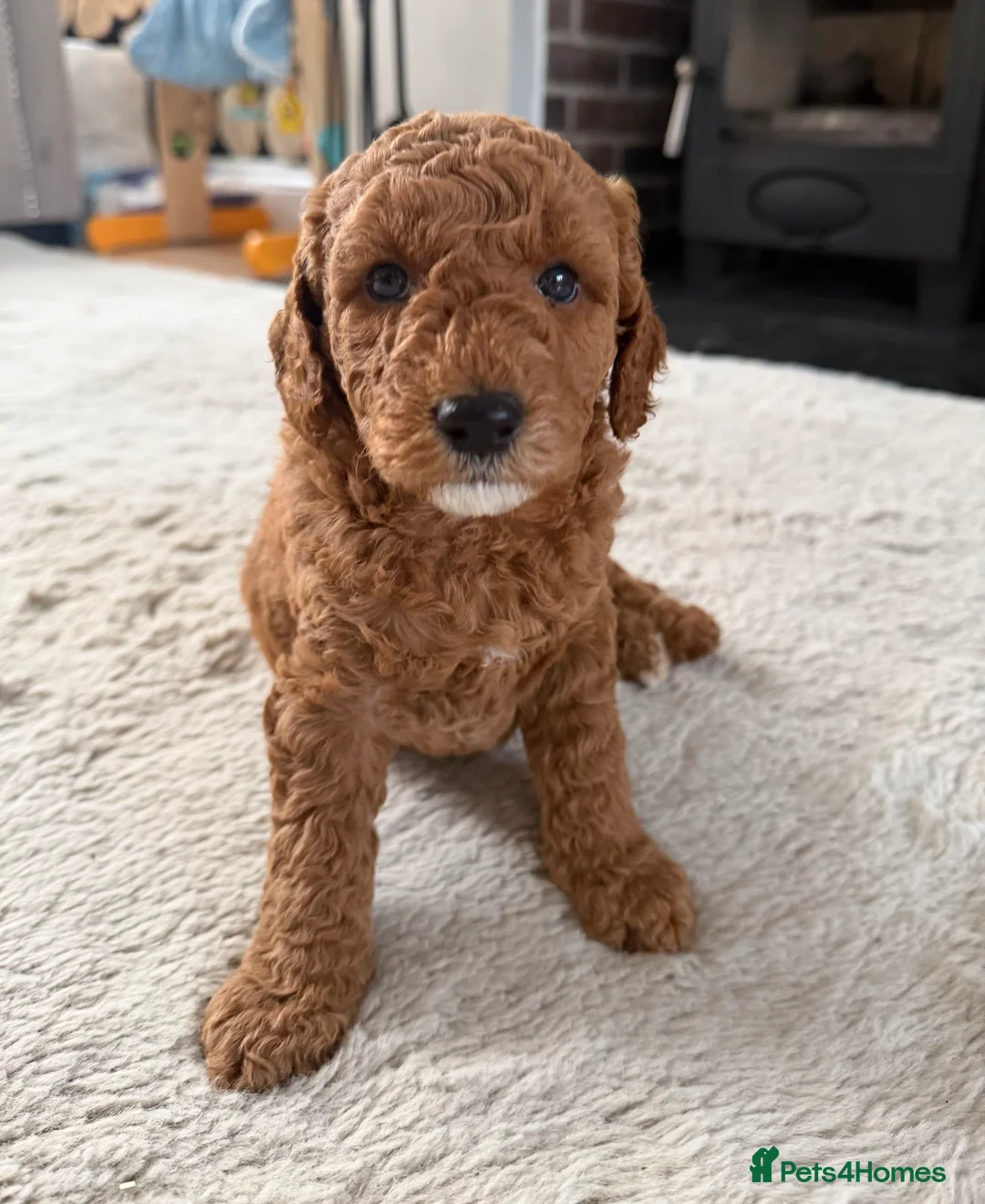Mini Goldendoodle dogs for sale: Mini goldendoodle puppy’s ✨licensed breeder  - Advert 1