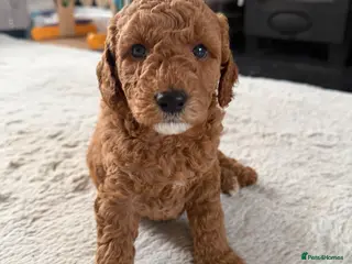 Mini Goldendoodle dogs Mini goldendoodle puppy’s ✨licensed breeder - Advert 3