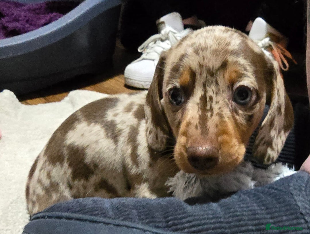 Miniature Dachshund dogs for sale: Two Beautiful Boys - Advert 28