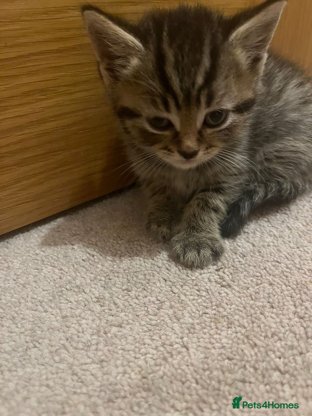 Mixed Breed cats for sale: British shorthair X British shorthair x Tabby - Image 16