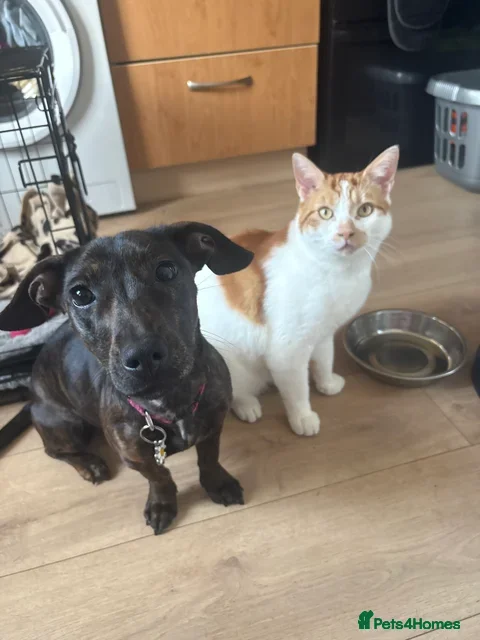 Mixed Breed dogs Female daschound x staffie  - Advert 5