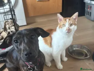 Mixed Breed dogs Female daschound x staffie - Advert 5