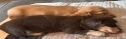 Miniature Dachshund dogs for sale: Beautiful miniature longhaired dachshund puppies - Advert 9
