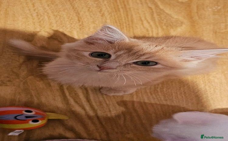 Ragdoll cats - Advert 5