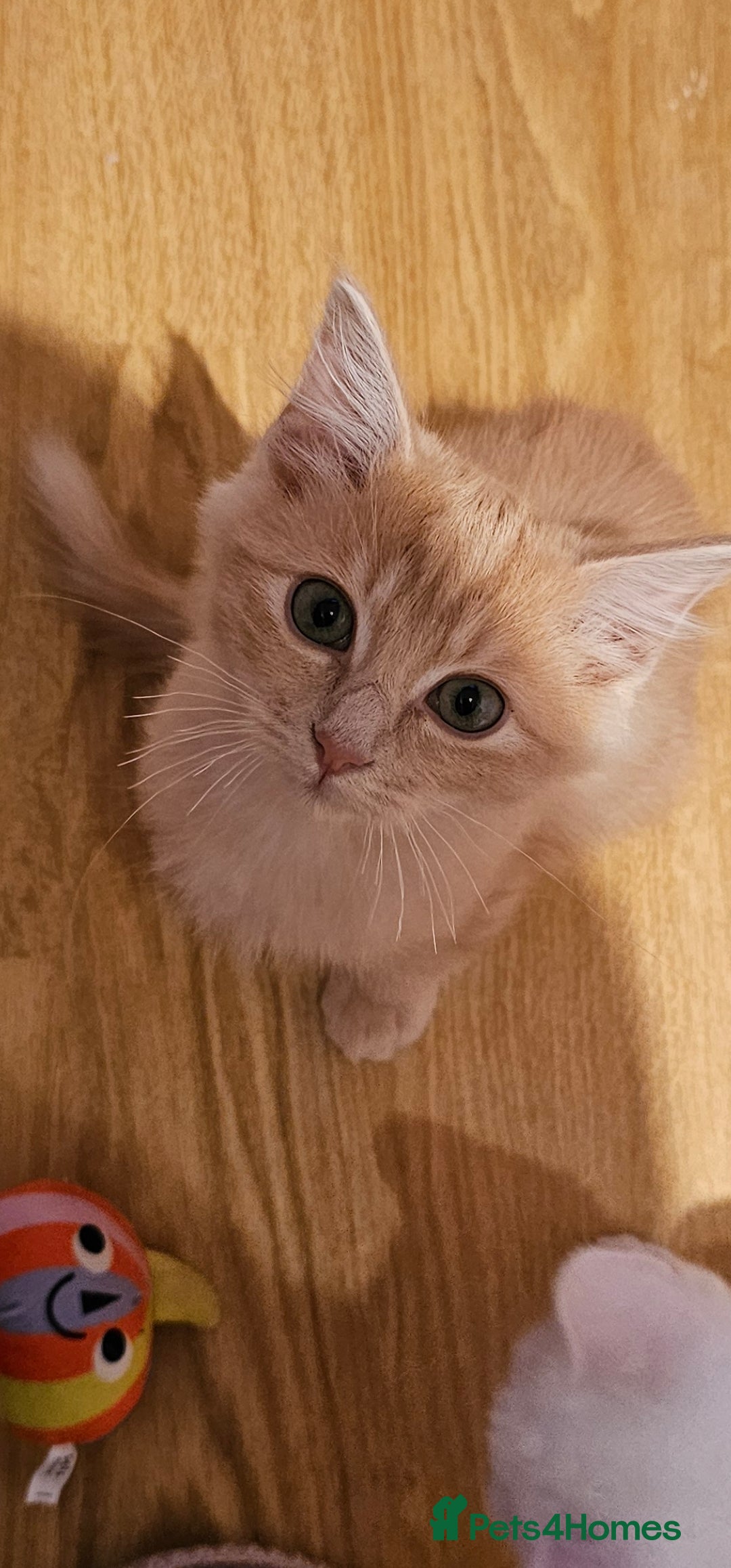 Ragdoll cats for sale: Loving half Ragdolls - Image 1