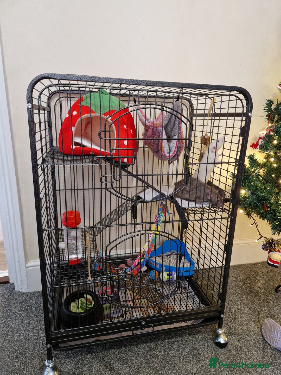 Rat rodents for sale: 3 Male rats and set up - Advert 2