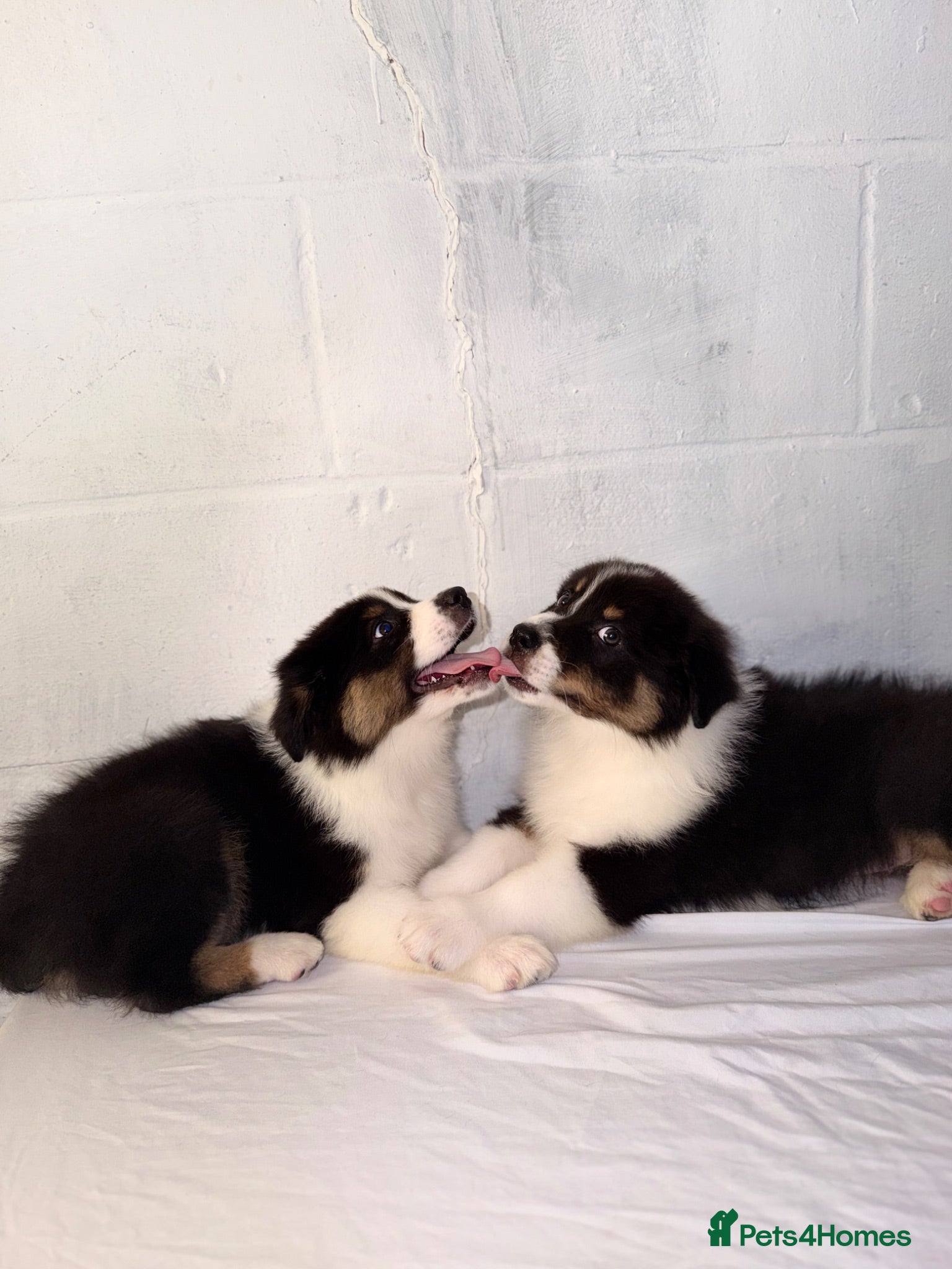 Australian Shepherd dogs Australian Shepherd Puppies  - Advert 1