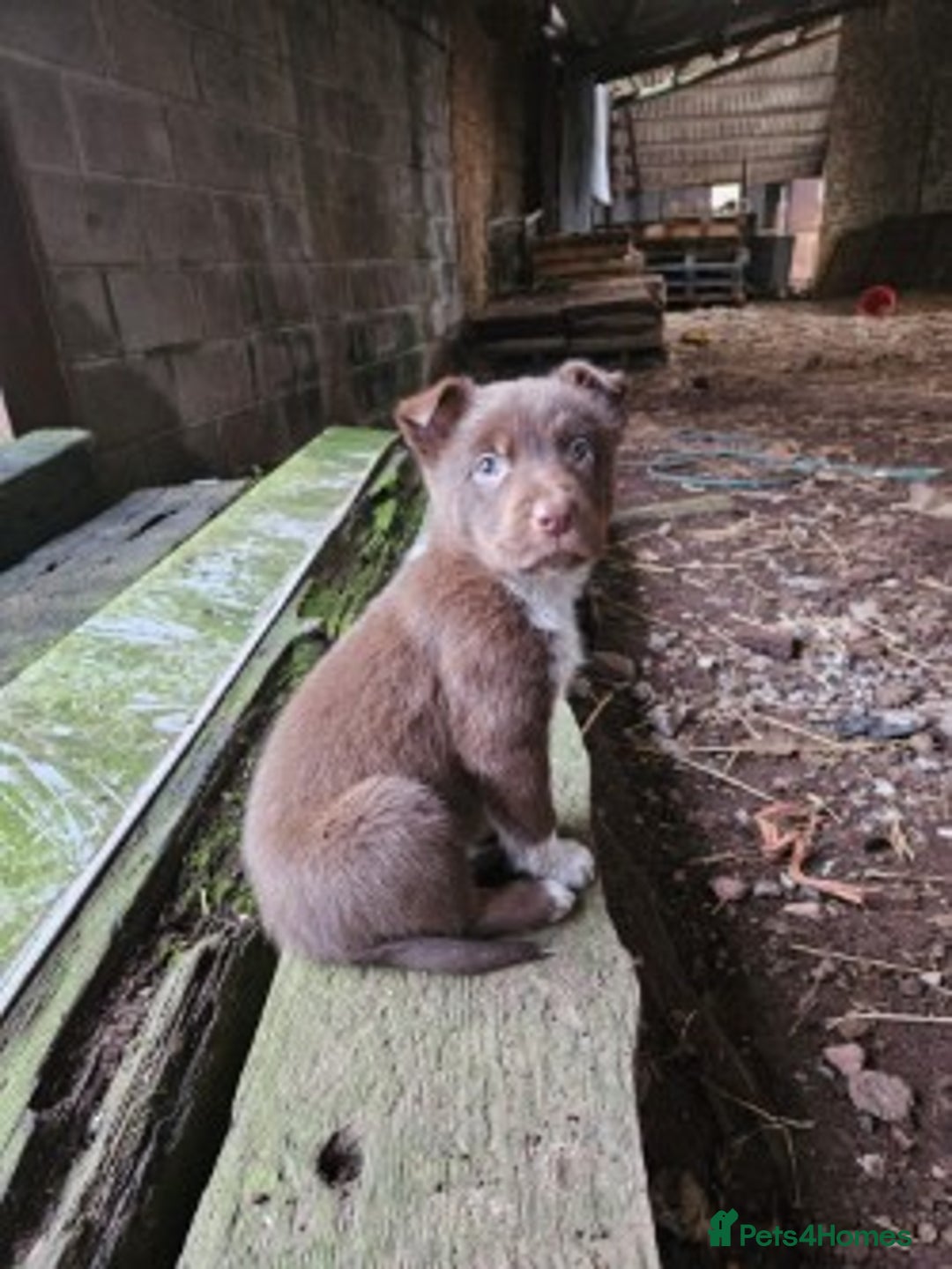 Mixed Breed dogs for sale: brown collie puppies (1 black) - Advert 10