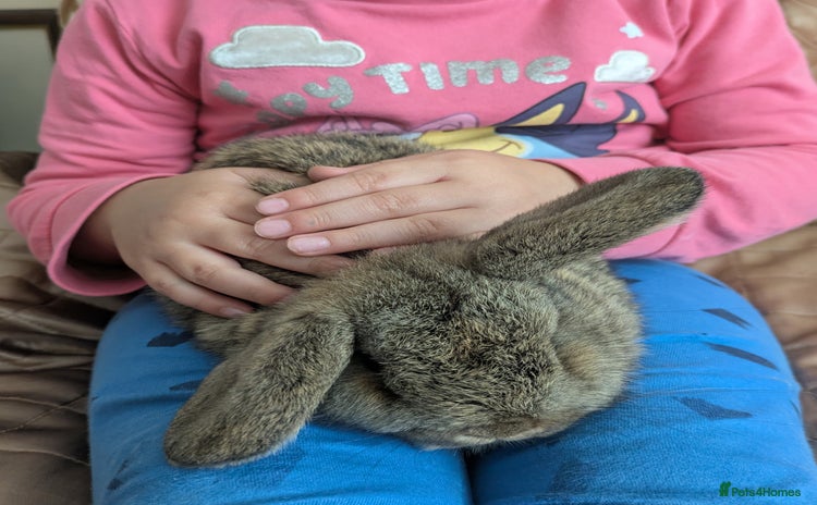 Mini Lop rabbits - Advert 14