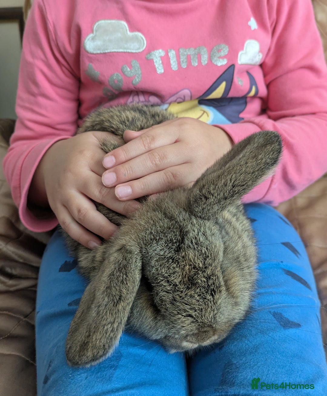 Mini Lop rabbits for sale: Purebred mini lop bunnies Chestnut Angora  - Image 2