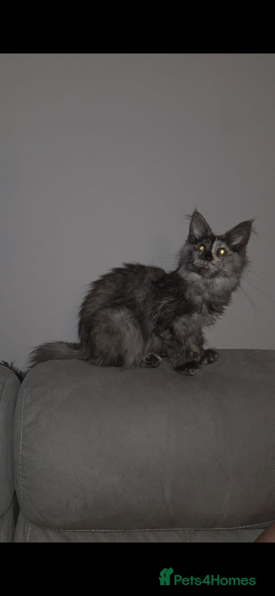 Maine Coon cats for sale: TICA registered Maine coon kittens - Advert 2