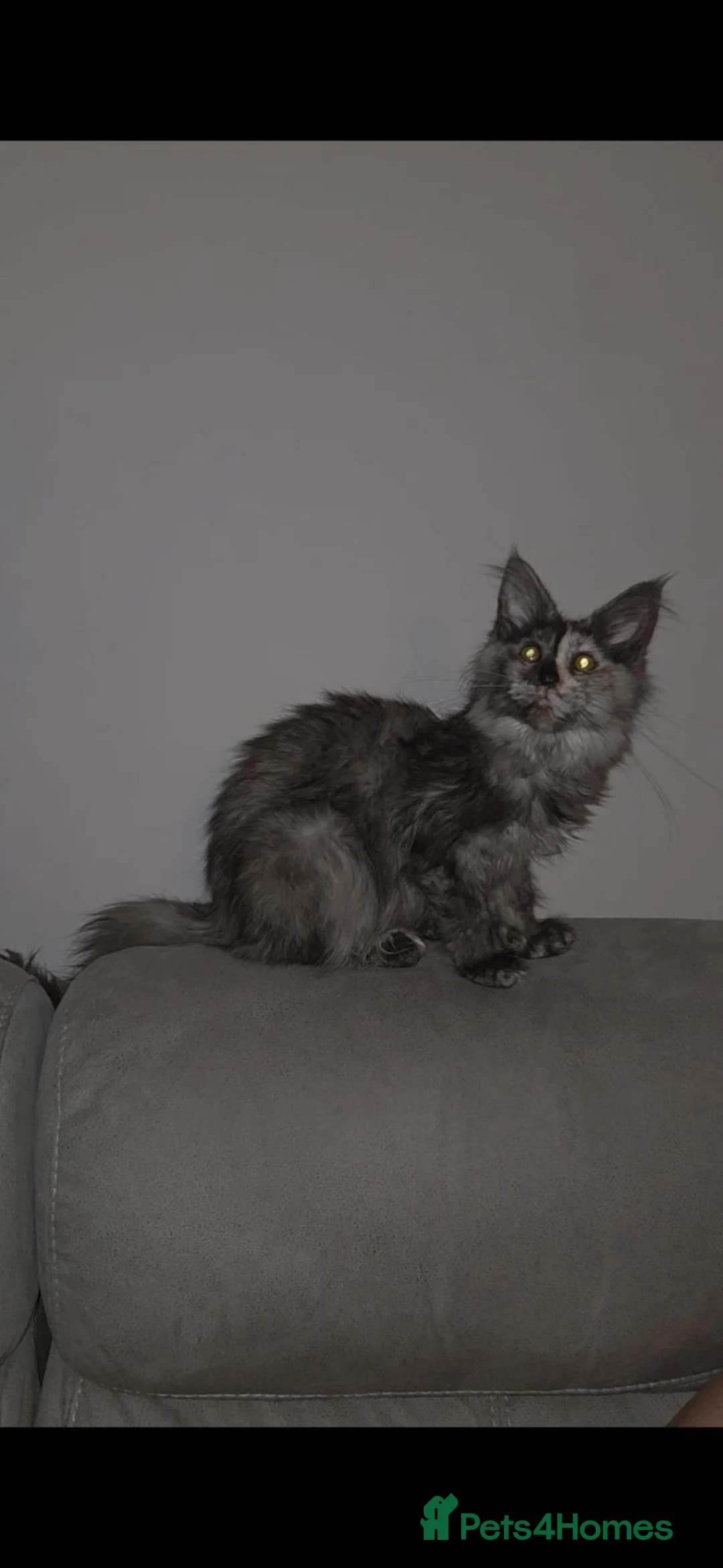Maine Coon cats for sale: TICA registered Maine coon kittens - Advert 2