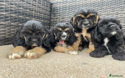 Cocker Spaniel dogs for sale: Adorable American Cocker Spaniels Pups  - Image 6