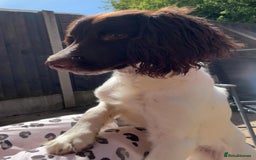 English Springer Spaniel dogs for adoption: 💙🐶 ARLO 🐶💙 - Image 9