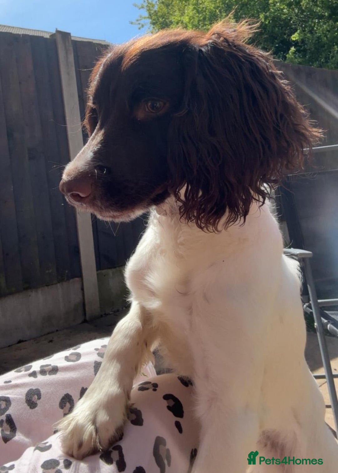 English Springer Spaniel dogs for adoption: 💙🐶 ARLO 🐶💙 - Image 9