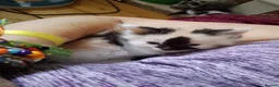Maine Coon cats for sale: Beautiful Maine Coon babies looking for families - Advert 10