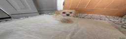 Maltipoo dogs for sale: Stunning Maltipoo puppies for loving homes - Advert 9
